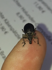 Liophloeus tessulatus