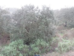 Cistus monspeliensis