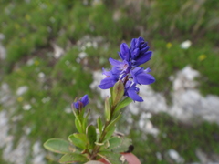 Polygala amara