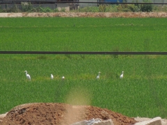 Bubulcus ibis coromandus