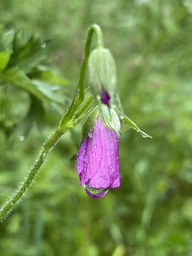 Pelkinis snaputis nuotrauka