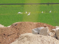 Bubulcus ibis coromandus