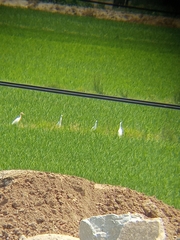 Bubulcus ibis coromandus