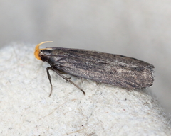 Dichomeris purpureofusca