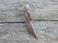 Boyeria vinosa