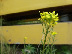 Erysimum marschallianum