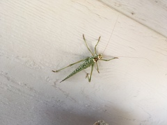 Capnobotes arizonensis