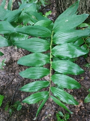 Polygonatum multiflorum