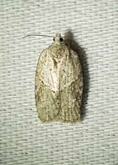 Acleris placidana