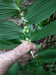 Polygonatum multiflorum