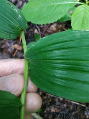 Polygonatum multiflorum