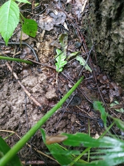 Polygonatum multiflorum