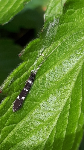 Interrupted Long-horned Caddisfly