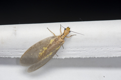 Protohermes costalis