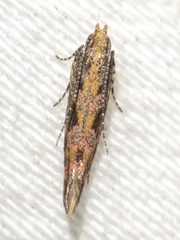 Aristotelia rubidella