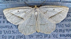 Euchlaena irraria