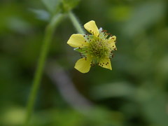 Geum × macneillii