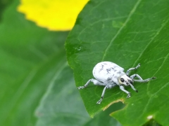 Myllocerus undecimpustulatus