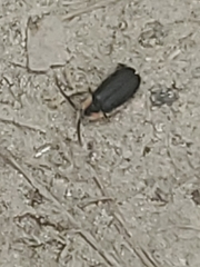 Lucidota atra