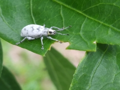 Myllocerus undecimpustulatus