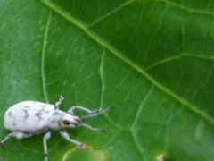 Myllocerus undecimpustulatus