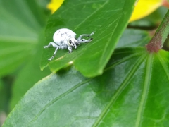 Myllocerus undecimpustulatus