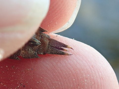 Boyeria vinosa
