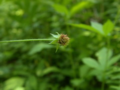 Geum × macneillii