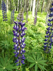 Lupinus polyphyllus