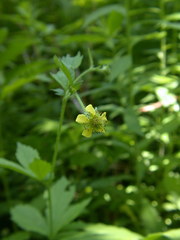 Geum × macneillii