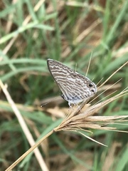 Leptotes marina