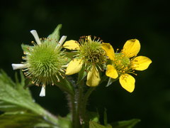 Geum × macneillii
