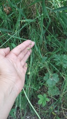 Ranunculus neapolitanus