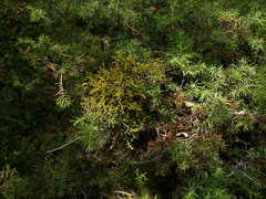 Arceuthobium oxycedri