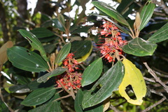 Meriania dimorphanthera