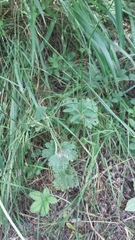 Ranunculus neapolitanus