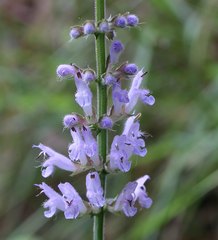 Salvia japonica