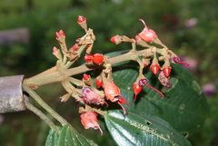 Meriania dimorphanthera