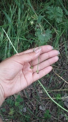 Ranunculus neapolitanus