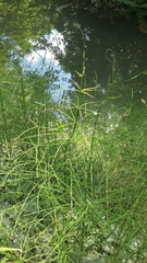 Equisetum × litorale
