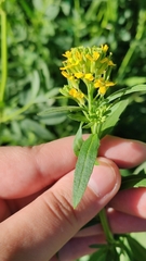 Erysimum