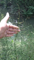 Equisetum × litorale