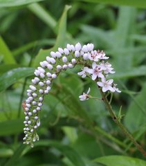 Lysimachia clethroides