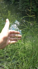 Equisetum × litorale