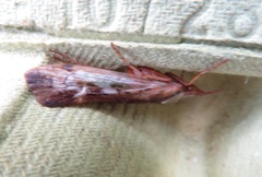 Limnephilus marmoratus