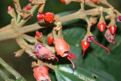 Meriania dimorphanthera