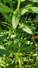 Erysimum