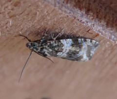 Syricoris lacunana