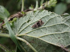 Syricoris