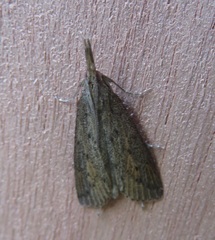 Schoenobius gigantella